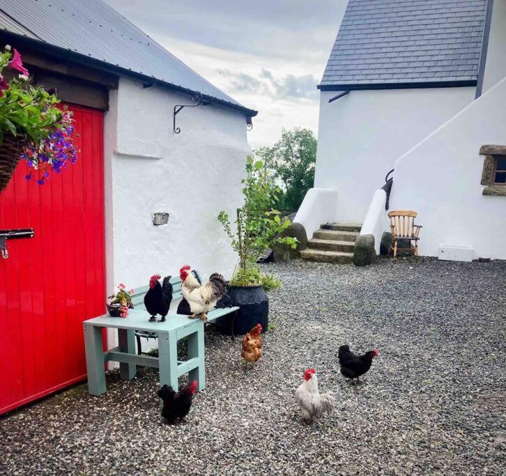 Stone Wall Cottage Castlewellan Exterior photo